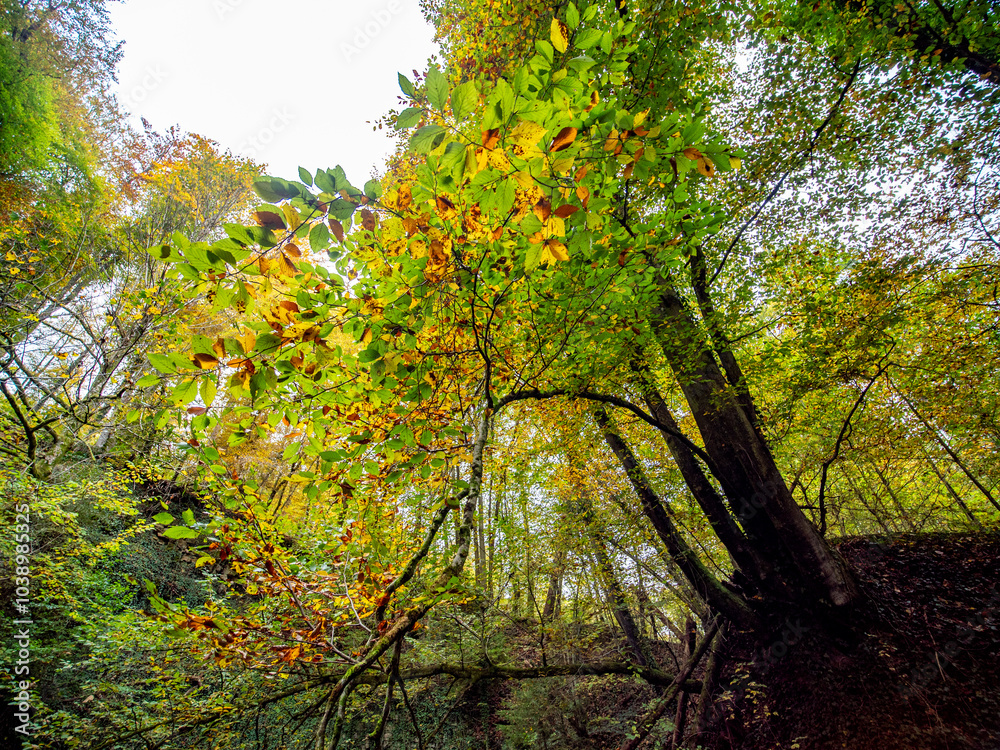 Herbstliches Laub im Mischwald Herbstliches Laub im Mischwald