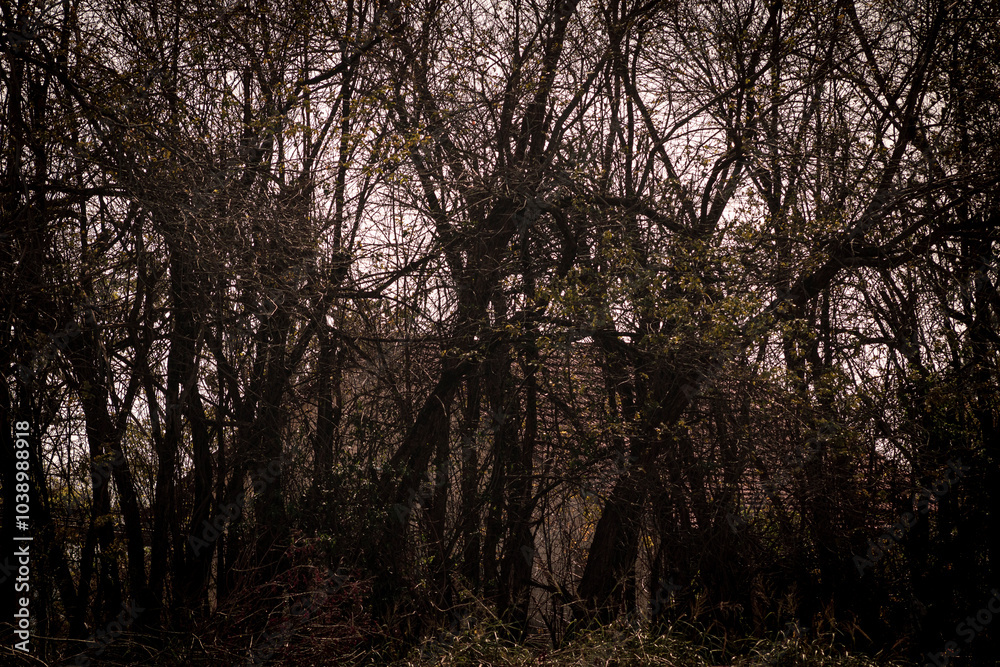 Dark forest with dry trees and house in the background. Dark forest with dry trees and house in the background.
