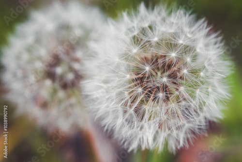 Pusteblumen in der Natur | Zwei Pusteblumen mit grünem Hintergrund | Detailaufnahme blühender Löwenzahn im Grünen