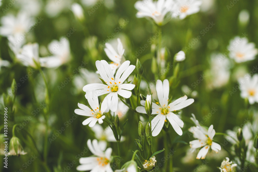 White flowers on a meadow | Weiße Blumen auf der Wiese | Blumenwiese im Grünen | Detailaufnahme kleine Blüten White flowers on a meadow | Weiße Blumen auf der Wiese | Blumenwiese im Grünen | Detailaufnahme kleine Blüten
