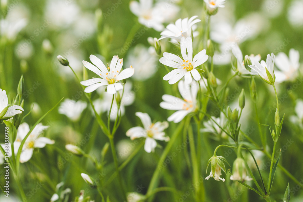 White flowers on a meadow | Weiße Blumen auf der Wiese | Blumenwiese im Grünen | Detailaufnahme kleine Blüten White flowers on a meadow | Weiße Blumen auf der Wiese | Blumenwiese im Grünen | Detailaufnahme kleine Blüten