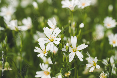 White flowers on a meadow | Weiße Blumen auf der Wiese | Blumenwiese im Grünen | Detailaufnahme kleine Blüten