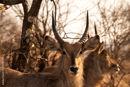 Billede på lærred Waterbuck in the Savannah