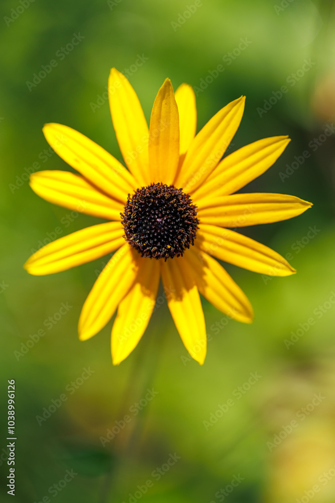Herbst Blume im Botanischen Garten, Rudbeckia Herbst Blume im Botanischen Garten, Rudbeckia