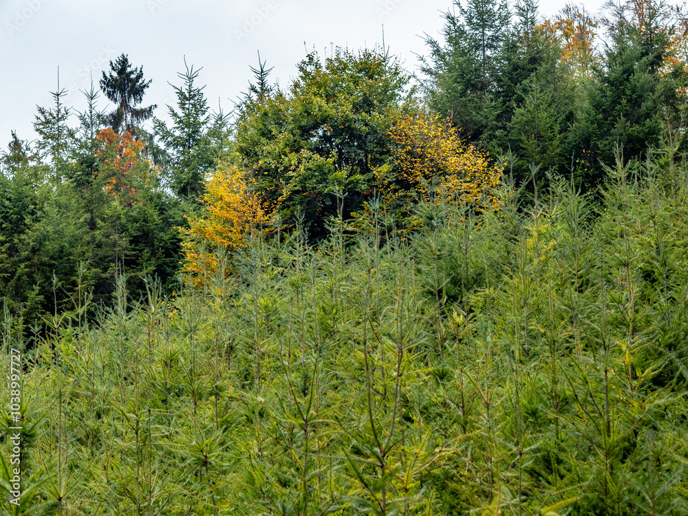 Wiederaufforstung im herbstlichen Mischwald Wiederaufforstung im herbstlichen Mischwald