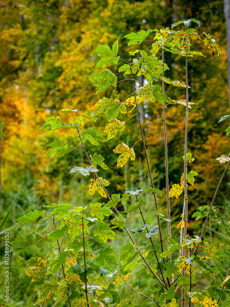 Fototapeta premium Wiederaufforstung im herbstlichen Mischwald