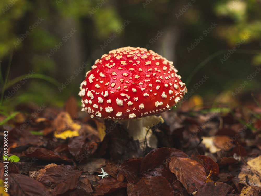 Fly agaric mushroom growing on grass after rain Fly agaric mushroom growing on grass after rain