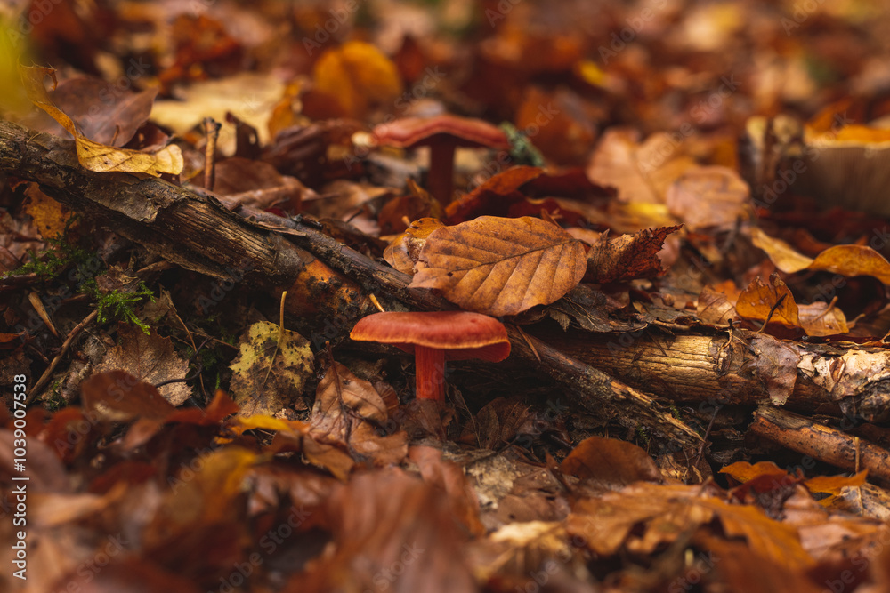 Tiny mushroom growing among the leafs on wet forest floor Tiny mushroom growing among the leafs on wet forest floor