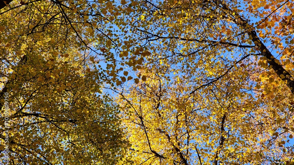 Golden autumn leaves contrast against a clear blue sky in a serene forest during mid-afternoon Golden autumn leaves contrast against a clear blue sky in a serene forest during mid-afternoon