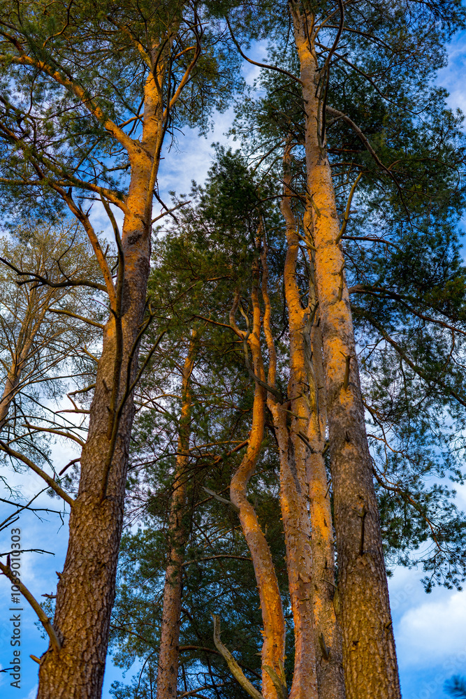 Fototapeta premium Tall pine trees against the blue sky