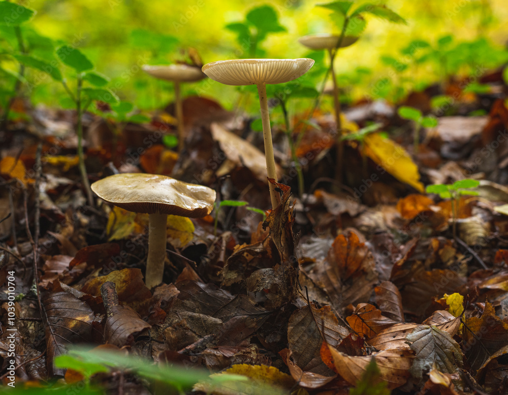 Cluster of tiny mushrooms on wet forest floor after rain Cluster of tiny mushrooms on wet forest floor after rain