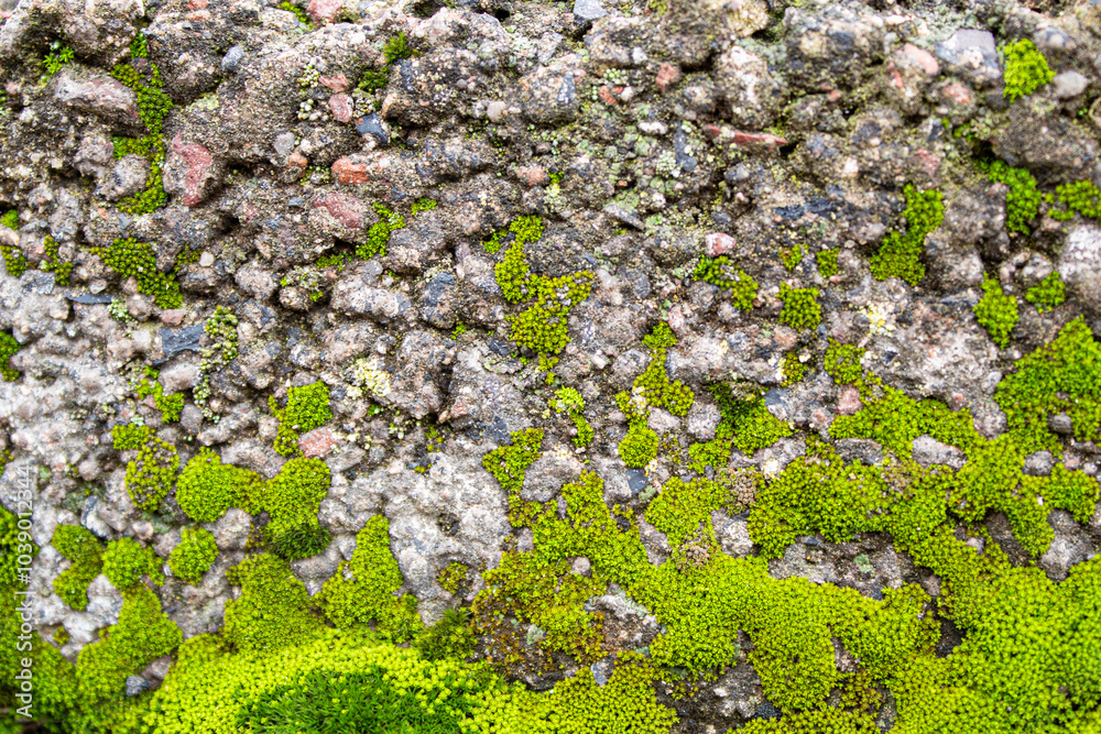 Textura de materiales naturales de piedra y musgo Textura de materiales naturales de piedra y musgo