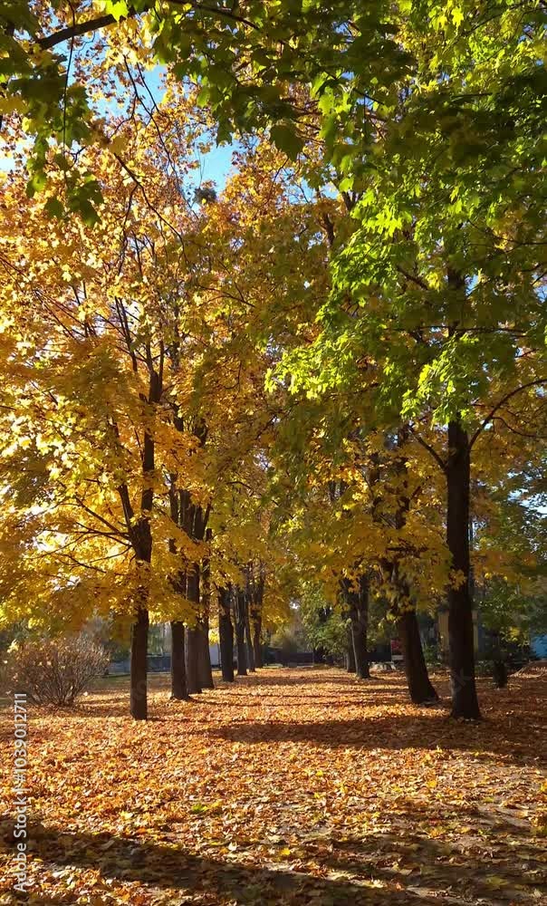 Autumn stroll through a serene park lined with vibrant, colorful trees and fallen leaves in the golden sunlight Autumn stroll through a serene park lined with vibrant, colorful trees and fallen leaves in the golden sunlight