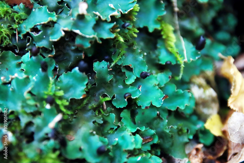 Peltigera sp. foliose lichens close up shot into the woods in early Autumn photo
