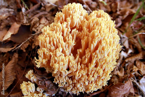 Strict coral mushroom - Ramaria Strica photo