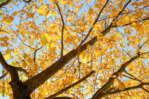 Tablou pe pânză branchy oak with yellow autumn leaves