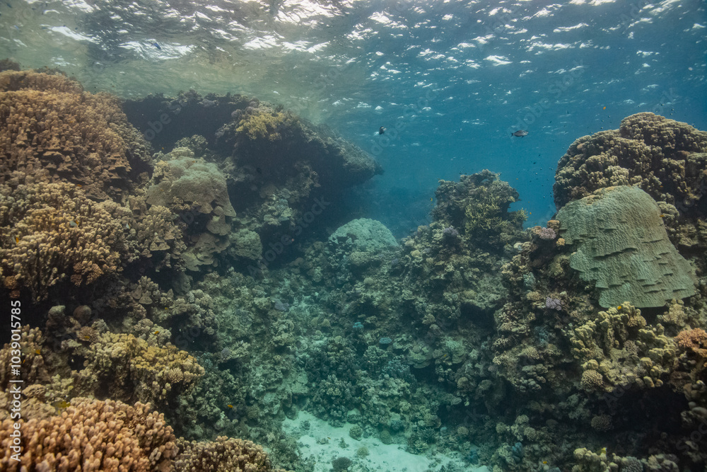 Fototapeta premium red sea scuba diving corals