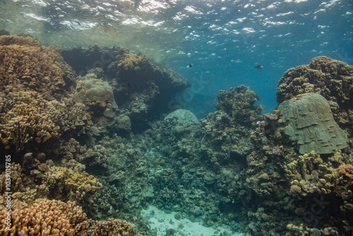 red sea scuba diving corals photo