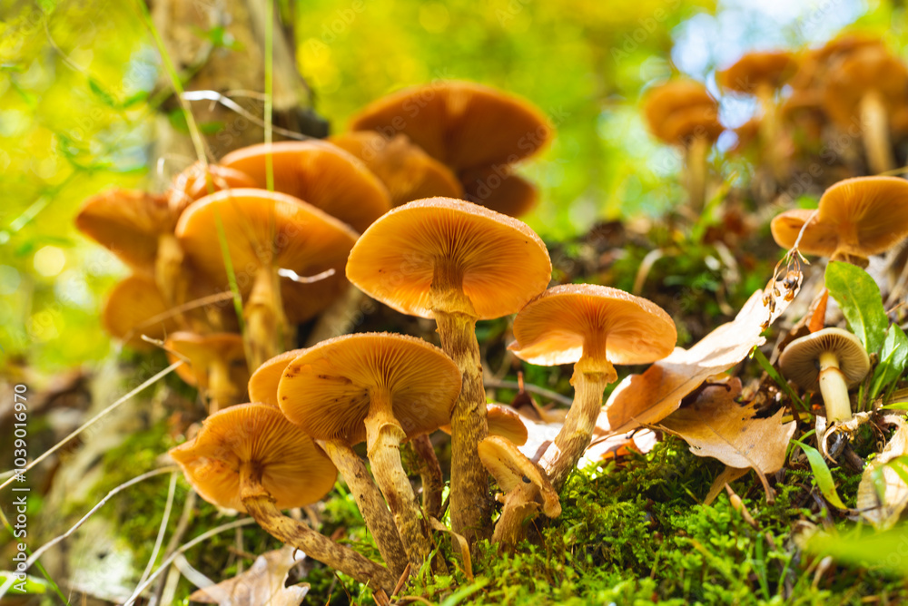 Cluster of tiny mushrooms on wet forest floor after rain Cluster of tiny mushrooms on wet forest floor after rain