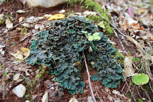 Peltigera sp. foliose lichens close up shot into the woods in early Autumn photo