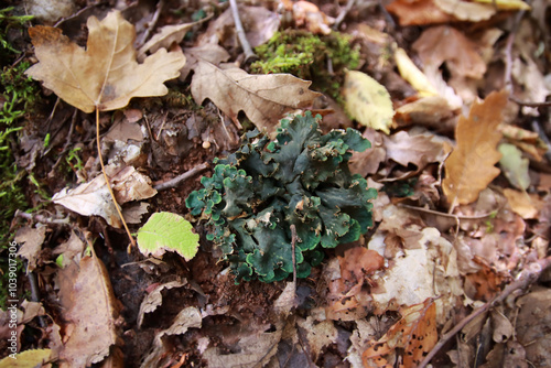 Peltigera sp. foliose lichens close up shot into the woods in early Autumn photo