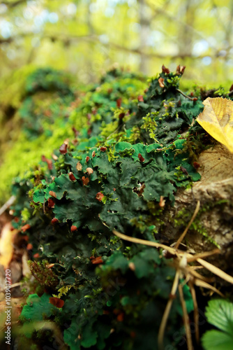 Peltigera sp. foliose lichens close up shot into the woods in early Autumn photo