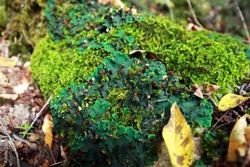 Peltigera sp. foliose lichens close up shot into the woods in early Autumn photo