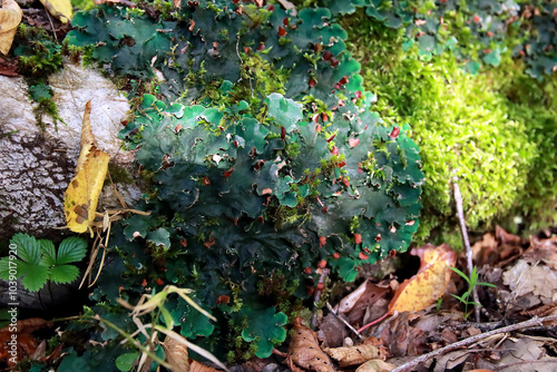 Peltigera sp. foliose lichens close up shot into the woods in early Autumn photo