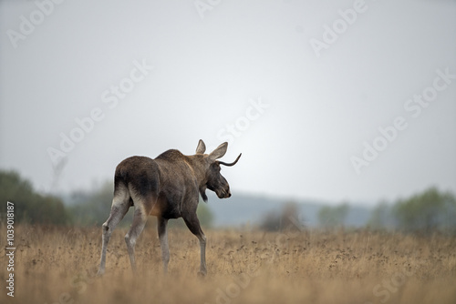 Moose is walking through the meadow. Young male of elk during rutting time. Wildlife in Poland. 