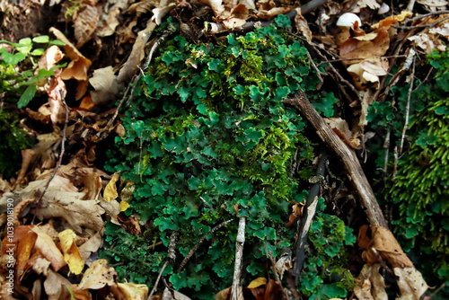 Peltigera sp. foliose lichens close up shot into the woods in early Autumn photo
