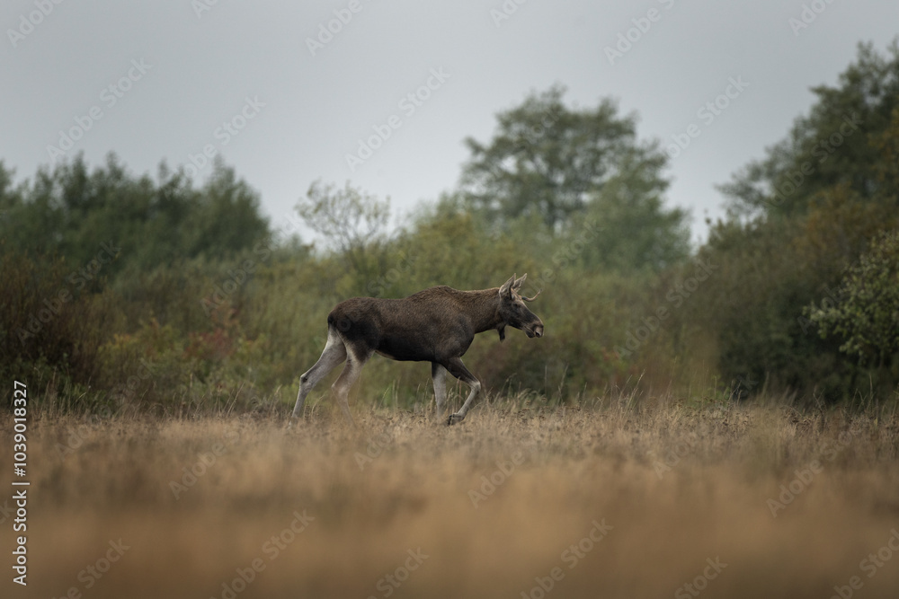 Fototapeta premium Moose is walking through the meadow. Young male of elk during rutting time. Wildlife in Poland. 