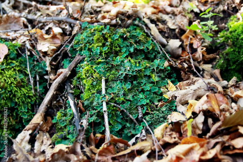 Peltigera sp. foliose lichens close up shot into the woods in early Autumn photo