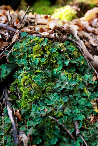 Peltigera sp. foliose lichens close up shot into the woods in early Autumn photo
