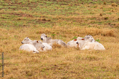 Um pequeno rebanho de gado, na cor branca, descansando, deitados no meio do capim no pasto de uma fazenda. photo