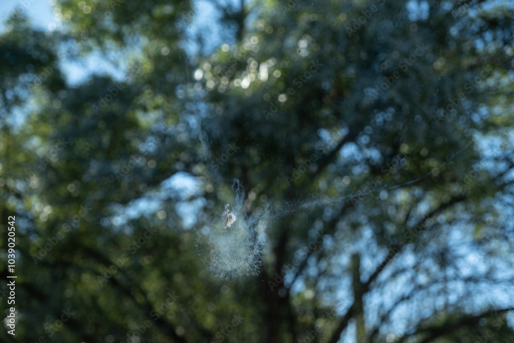 Fototapeta premium Collision mark or impact of a pigeon, against a large window of a country house. The bird has left its silhouette in the glass and a remnant of its feather. Attention and accident