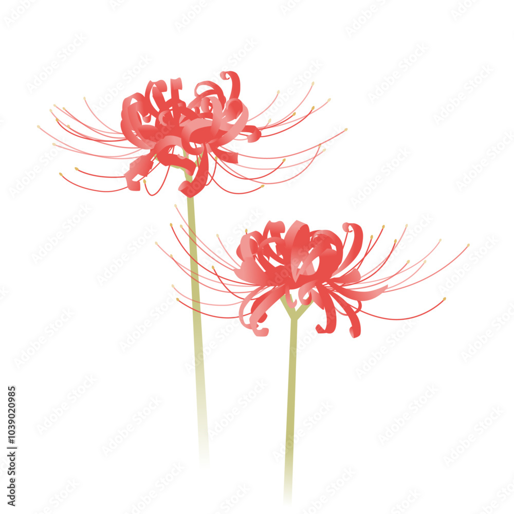 Obraz premium 彼岸花のイラスト