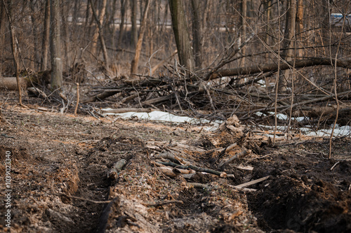 Wallpaper Mural Winter Woodland Clearing with Exposed Roots and Fallen Trees Torontodigital.ca