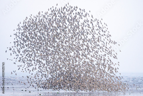 Aerial display of a massive flock of birds over sea at Great Plover photo