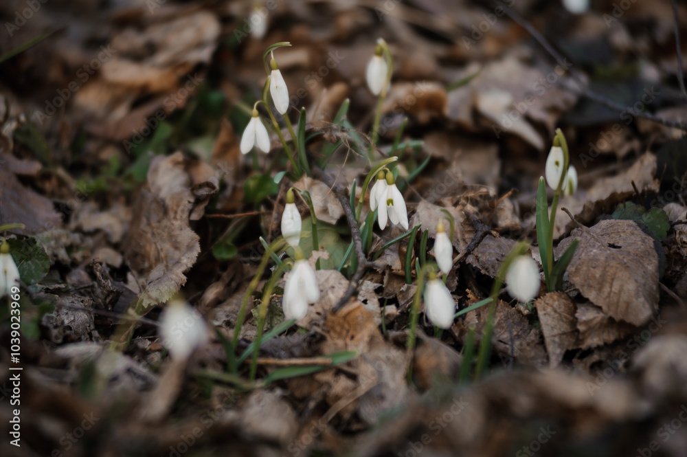 Delicate Snowdrops Emerging Through Winter Leaves in a Forest Floor Setting Delicate Snowdrops Emerging Through Winter Leaves in a Forest Floor Setting