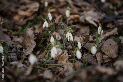 Delicate Snowdrops Emerging Through Winter Leaves in a Forest Floor Setting