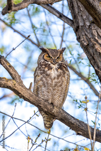Winston Churchowl