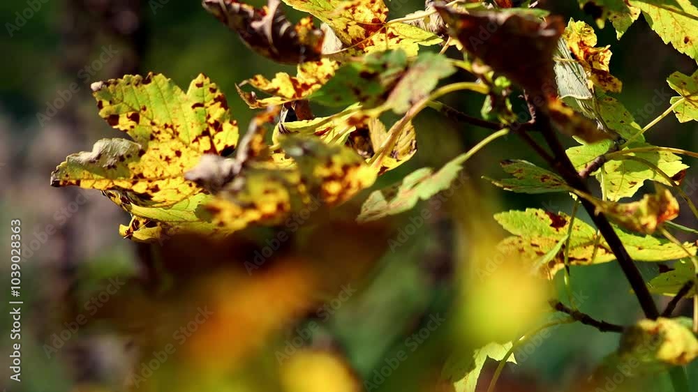 golden autumn leaves in the wind 4k 30fps video golden autumn leaves in the wind 4k 30fps video