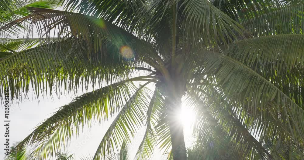 Coconut palm tree against sunshine wind sky. walk under sun point of view (POV)  tropical beach low angle view.