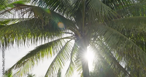 Coconut palm tree against sunshine wind sky. walk under sun point of view (POV)  tropical beach low angle view.
