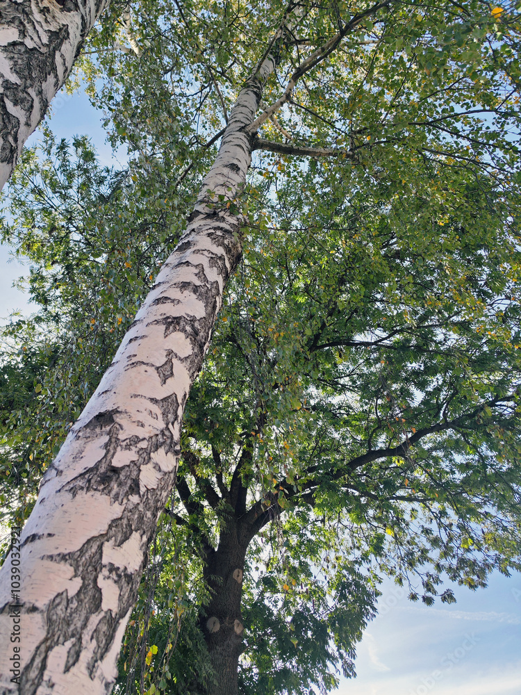 Fototapeta premium Birch Trees Reaching Skyward in a Peaceful Forest