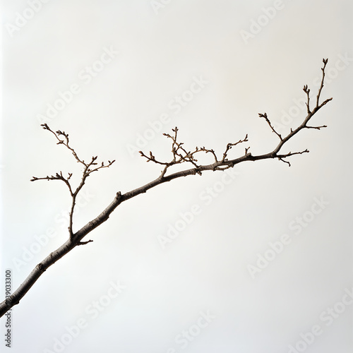 branches of a tree