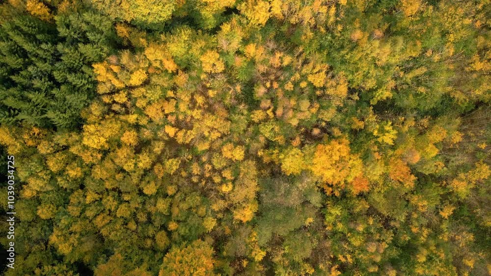 Top down drone shot of autumn forest Top down drone shot of autumn forest