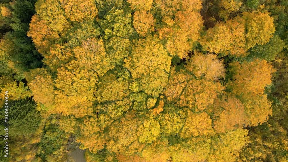 Top down drone shot of autumn forest Top down drone shot of autumn forest