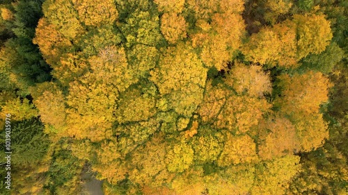 Top down drone shot of autumn forest