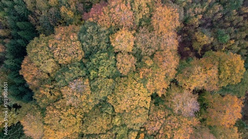 Top down drone shot of autumn forest